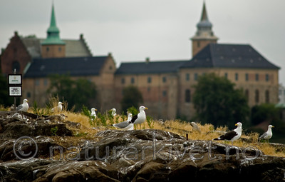 BB 05 0169 / Larus argentatus / Gråmåke <br /> Larus marinus / Svartbak